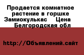 Продается комнатное растение в горшке Замиокулькас  › Цена ­ 700 - Белгородская обл.  »    